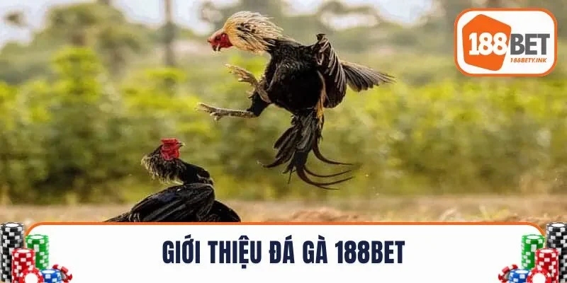 Giới thiệu đá gà 188BET