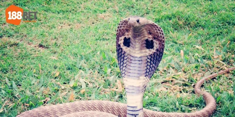 Thấy Rắn Đuổi Bắt Trong Giấc Mơ Có Điềm Báo Gì