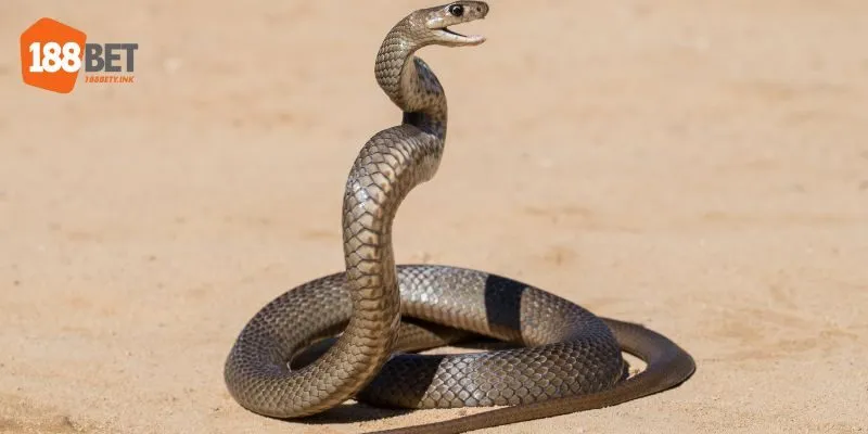 Phân Tích Ý Nghĩa Giấc Mơ Thấy Rắn